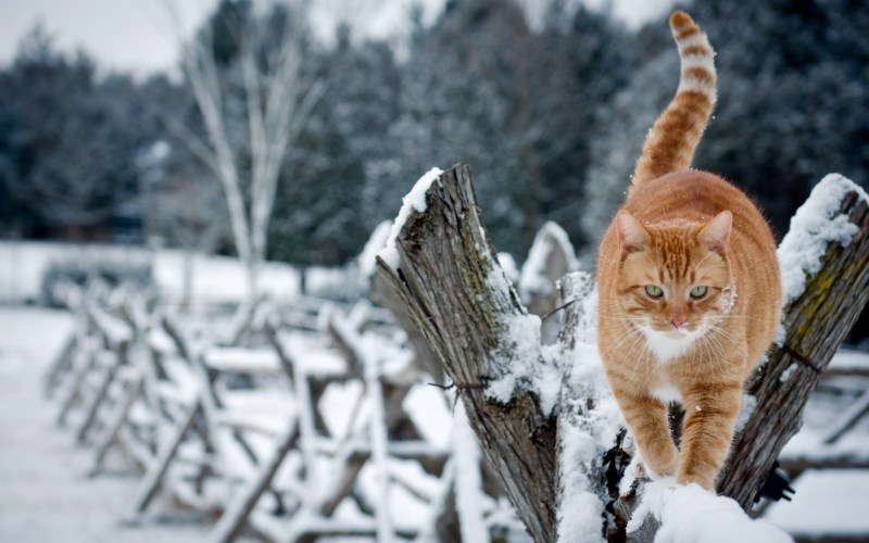 Кот в снегу