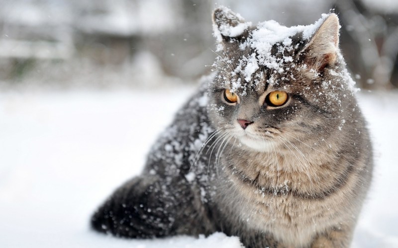 Кошка в снегу