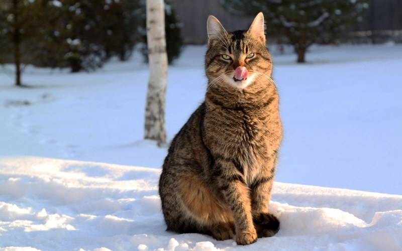 Кот в снегу