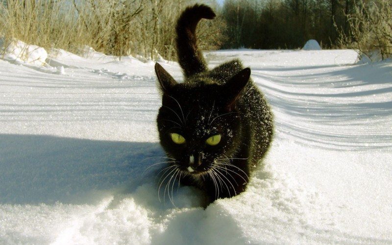 Кошка в снегу