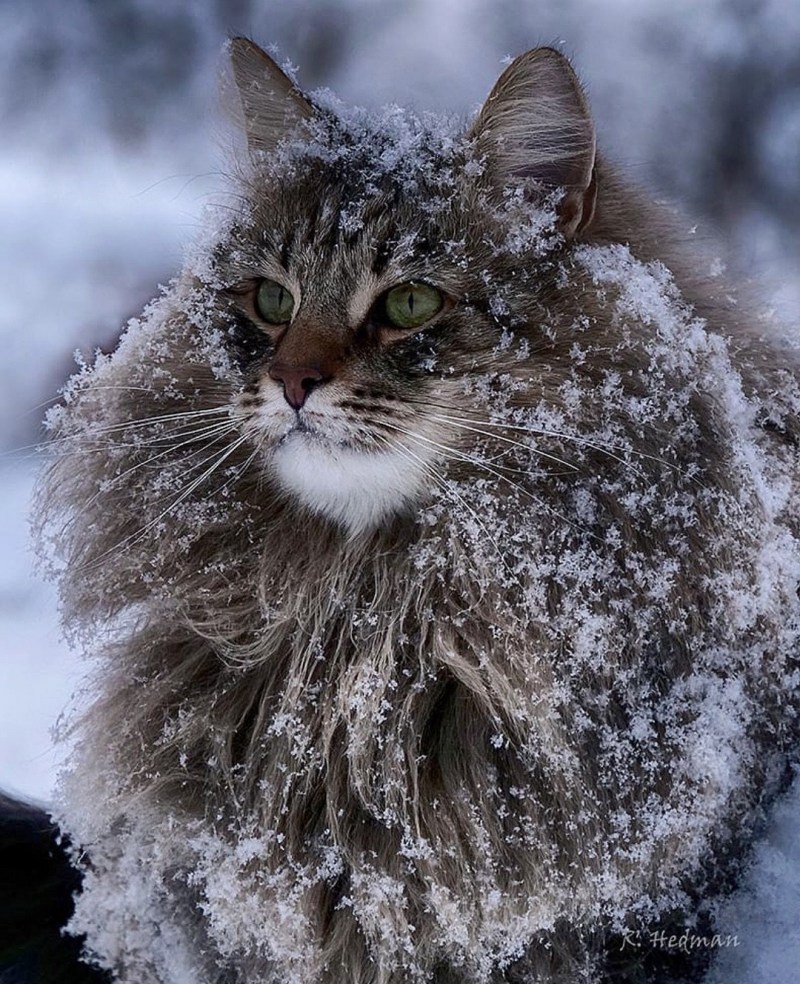 Финская Лесная кошка