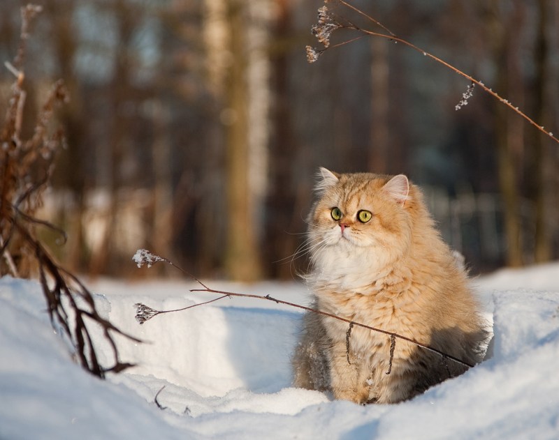 Красивые кошечки зимой