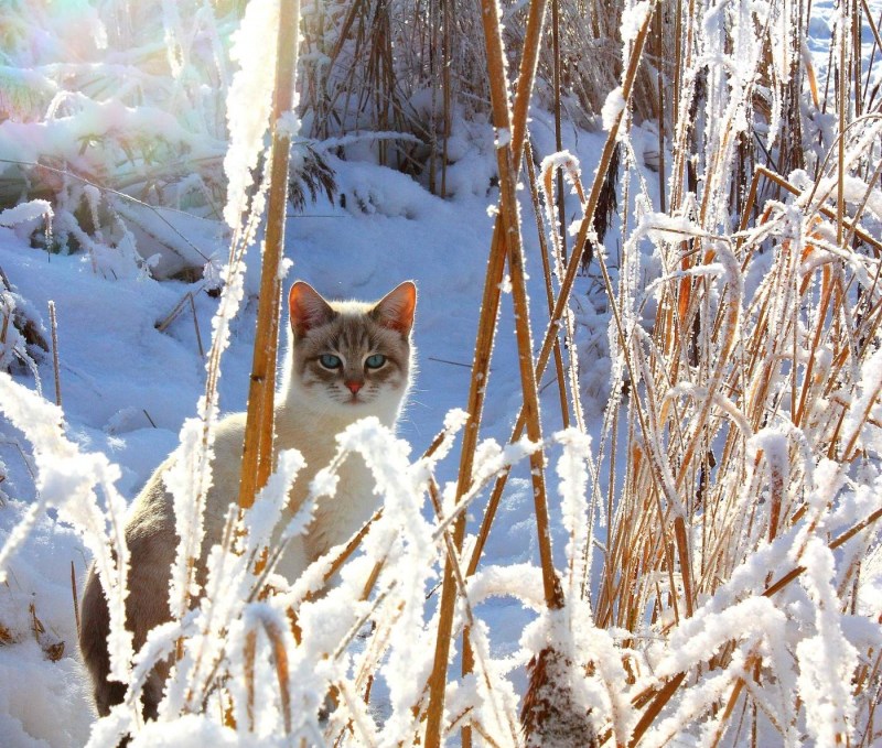Котик в зимнем лесу