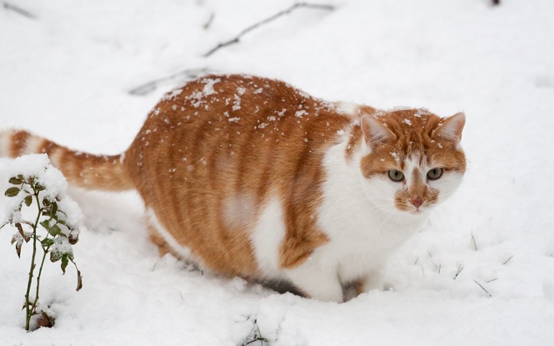 Зимние котики