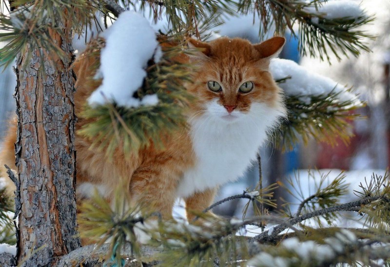 Кошка зима
