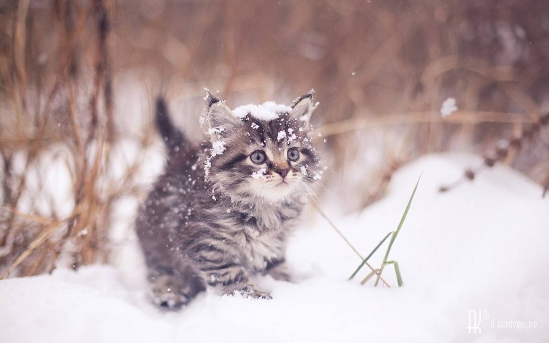 Кошки зимой