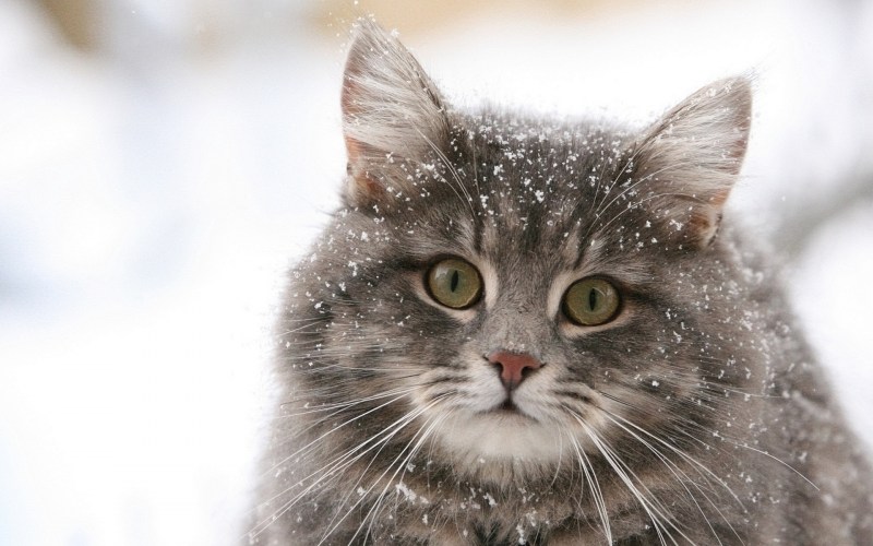 Кот в снегу