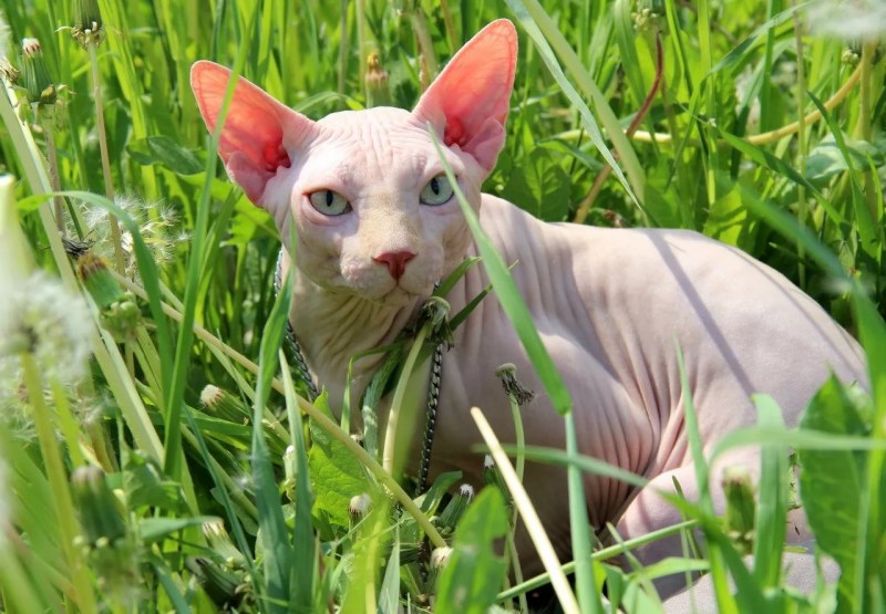 Сфинкс кохона