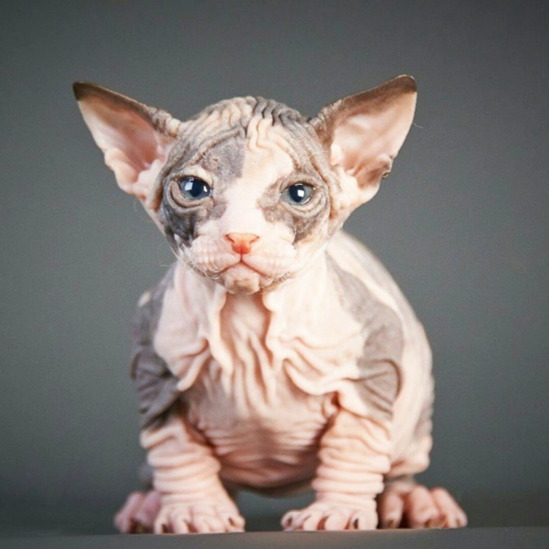 Коты породы сфинкс