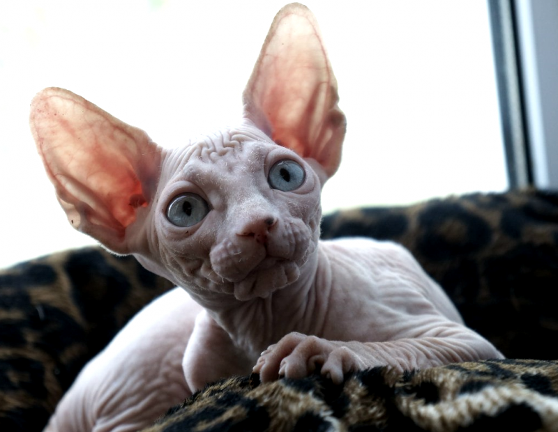 Коты сфинксы