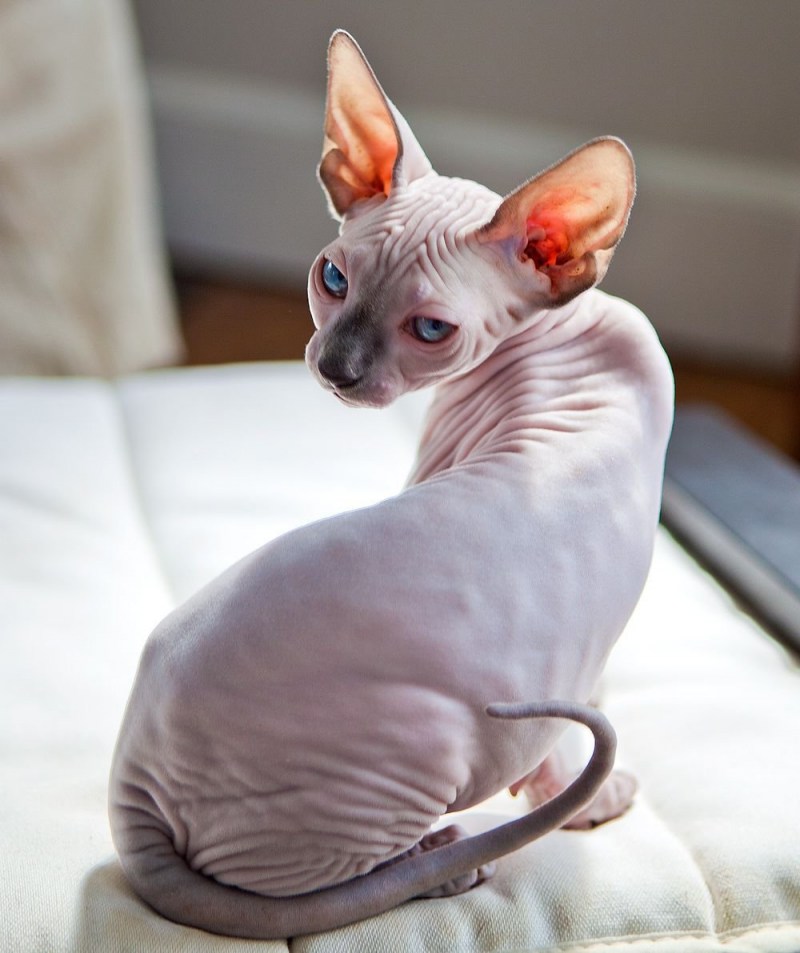 Милые коты сфинксы
