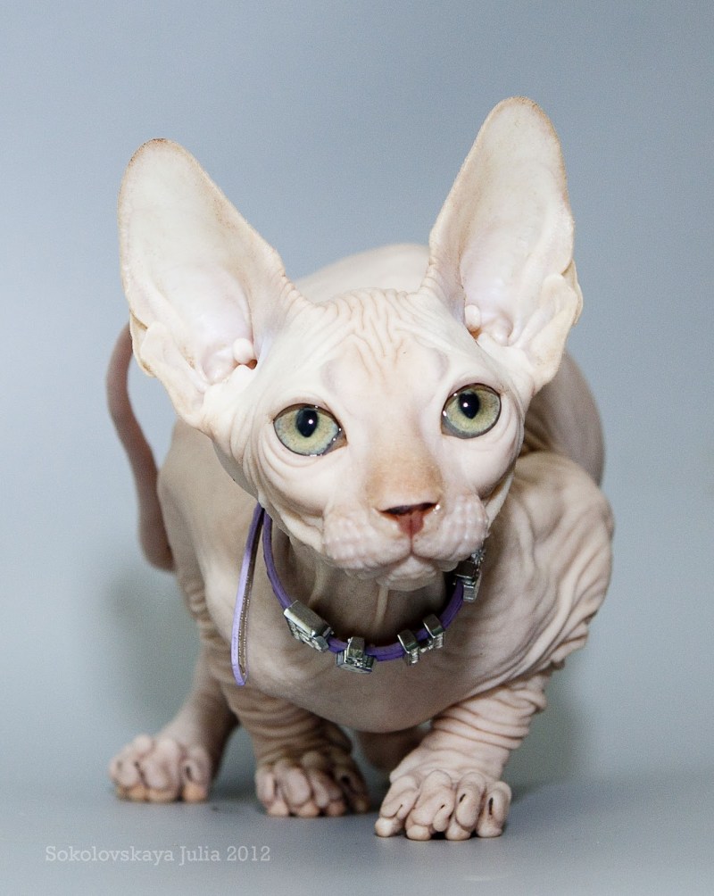 Кот сфинкс