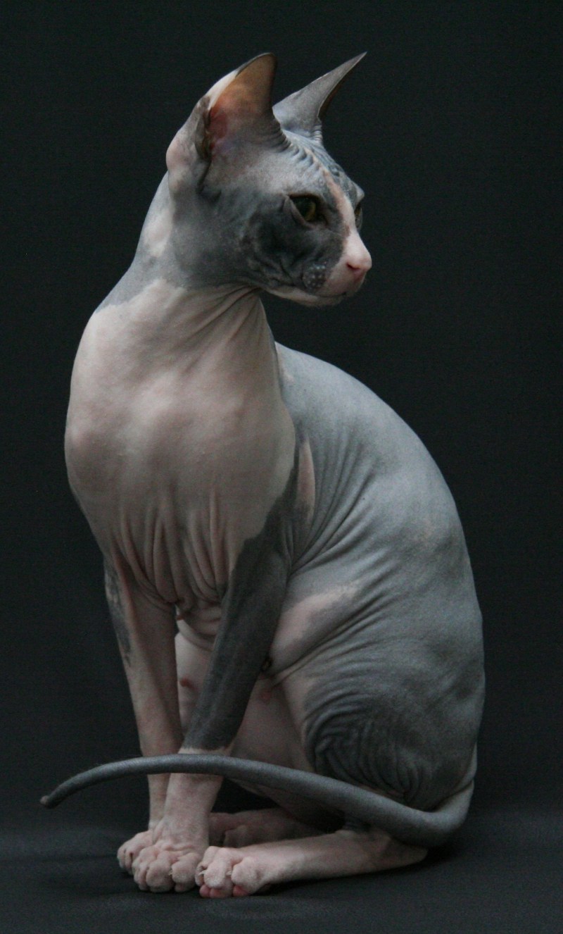 Донской Скиф кошка