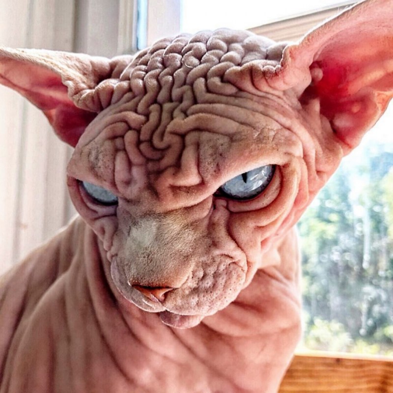 Кот сфинкс котенок