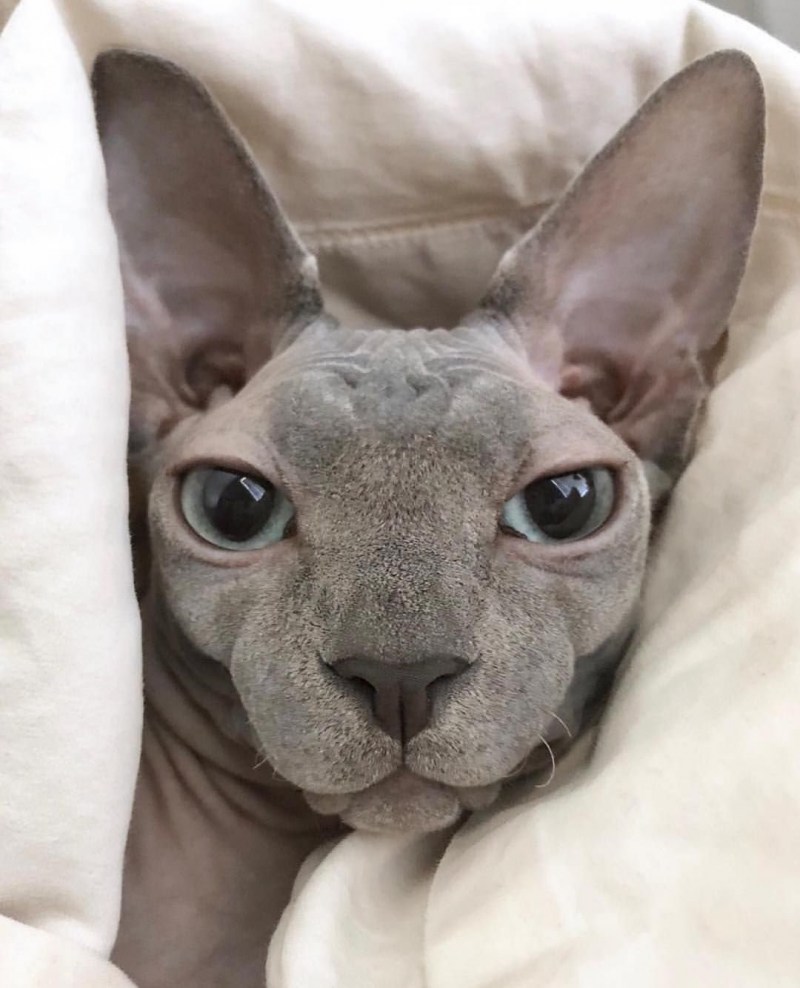 Кот сфинкс