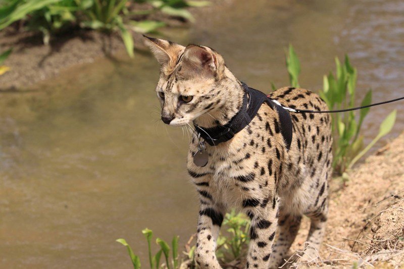 Prionailurus bengalensis bengalensis