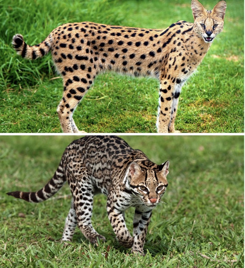 Бенгальская кошка