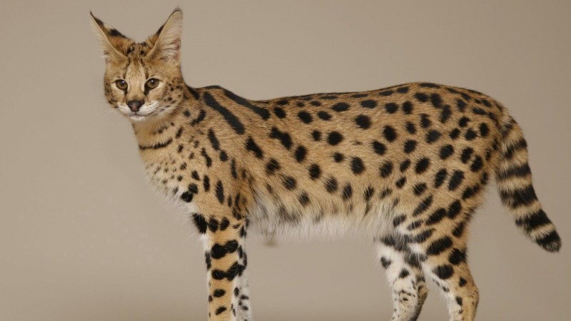 Prionailurus bengalensis