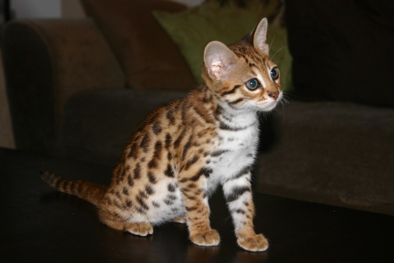 Бенгальская кошка Дикая