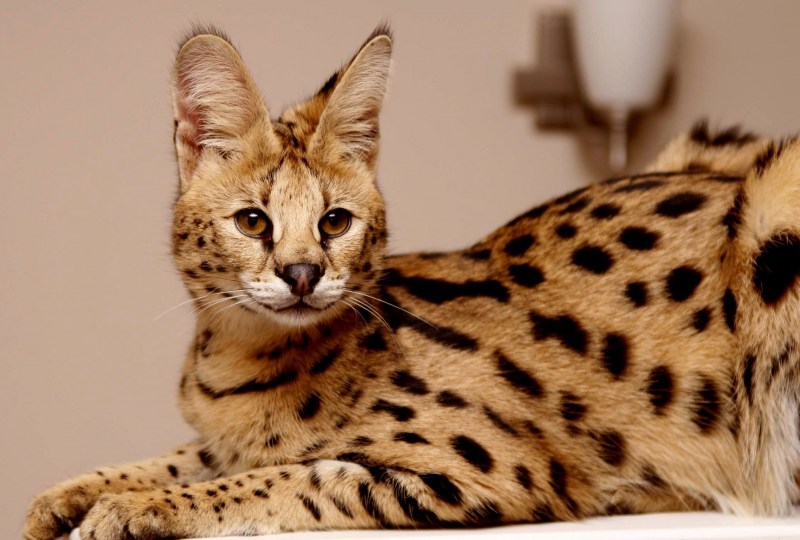 Бенгальская кошка