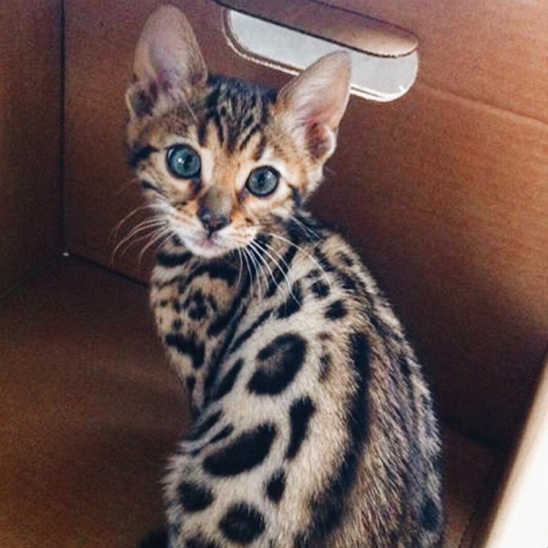 Бенгальские коты