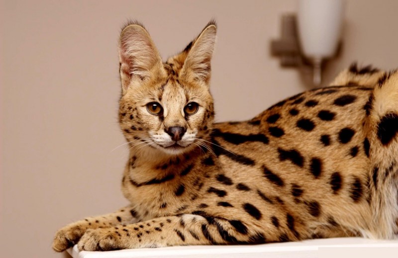 Кошка пятнистая Бенгальская