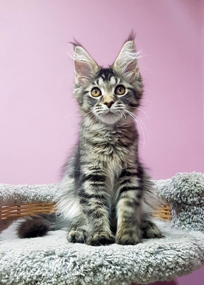 Кот Мейн кун котенок