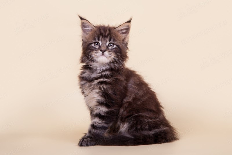 Мейн кун маленький котенок