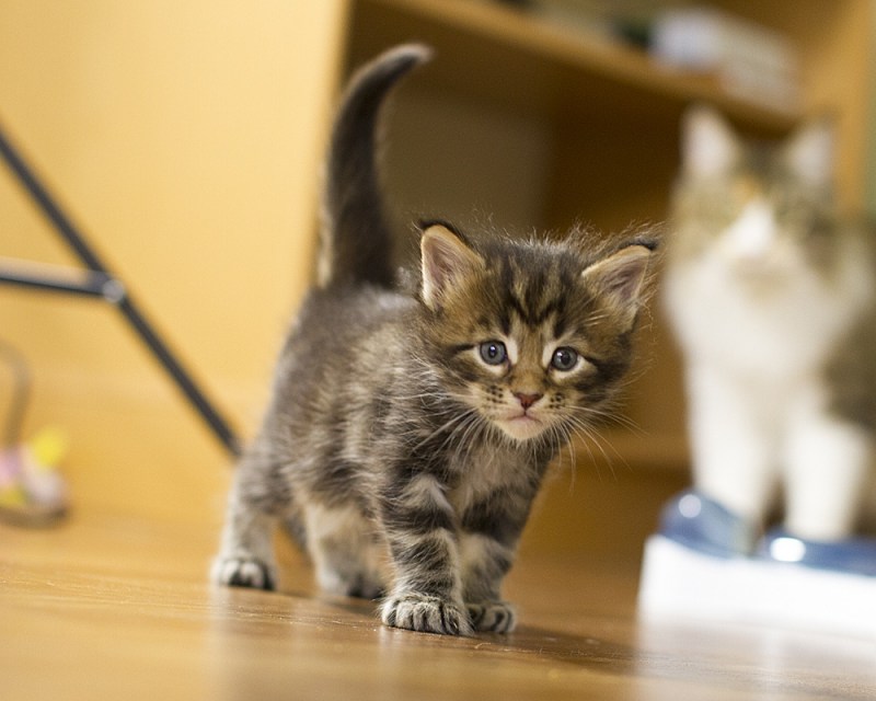 Мейн кун маленький котенок