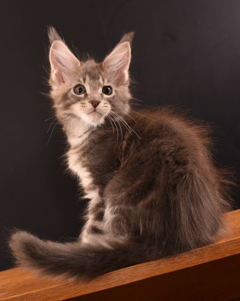 Котята Мейн кун