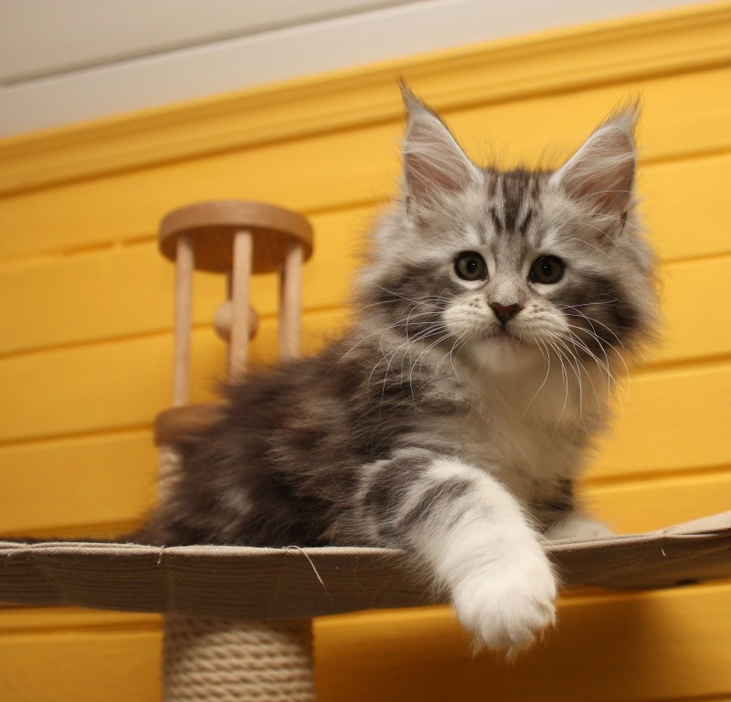 Котята Мейн кун