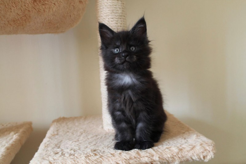 Кот Мейн кун котенок