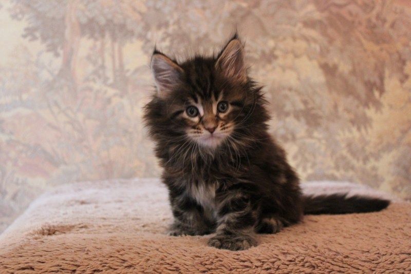 Котята Мейн кун