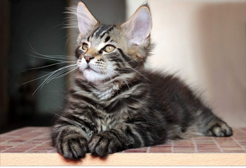 Кошка Мейн кун с котятами