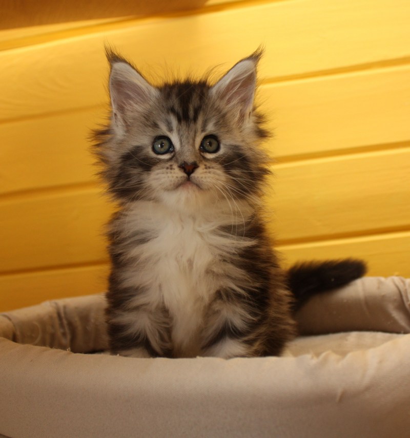 Котята Мейн кун