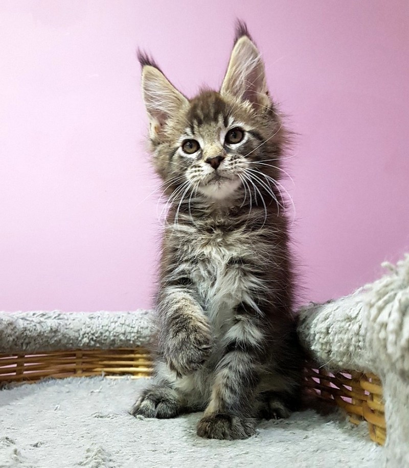 Мейн кун котенок Мейн кун