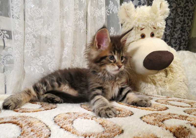 Мейн кун обнимашки