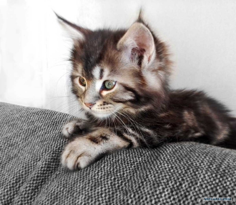 Мейн куны котята маленькие
