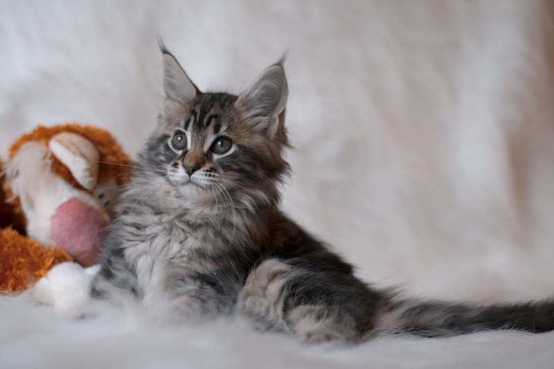 Котята Мейн кун