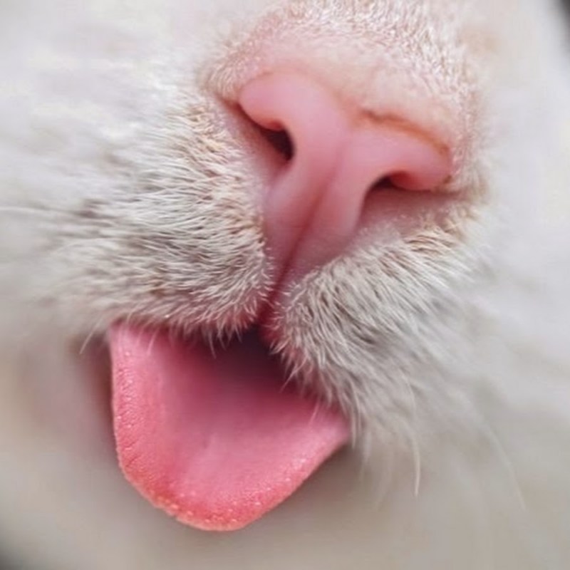 Носик котика