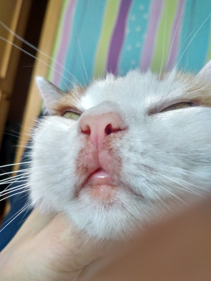 У котенка опухла нижняя губа