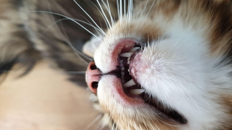 Ювенильный гингивит у кота