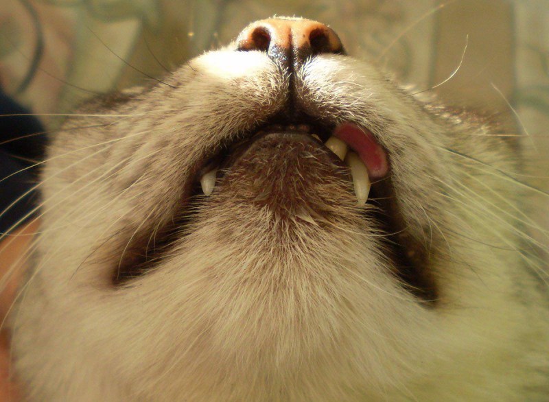 Кошачий нос