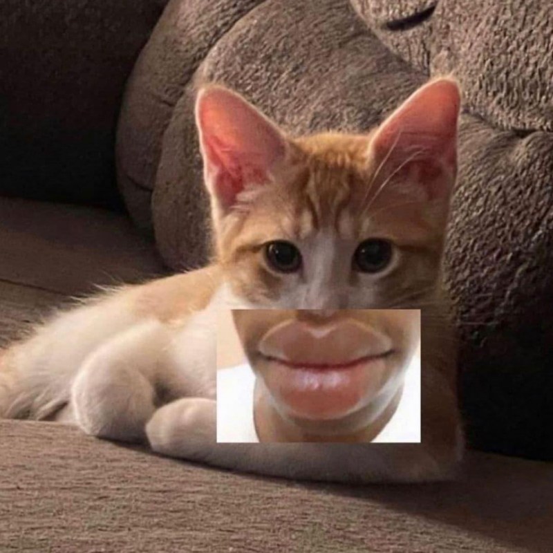 У кошки на нижней губе болячка