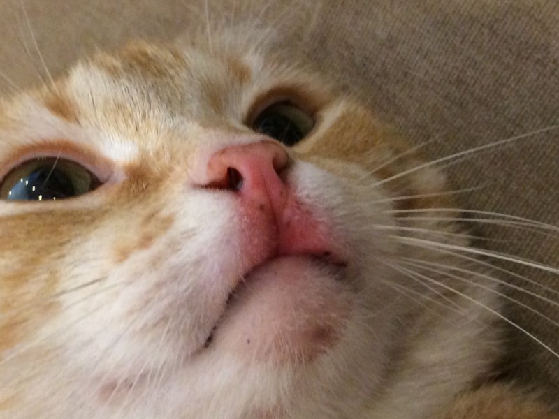 Нос кота