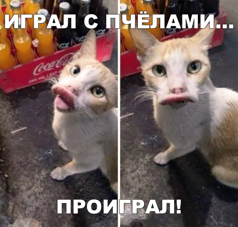 У кошки проплешина под нижней губой