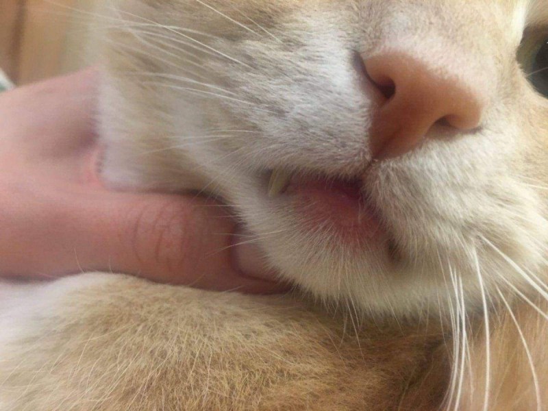 Кошачьи губки