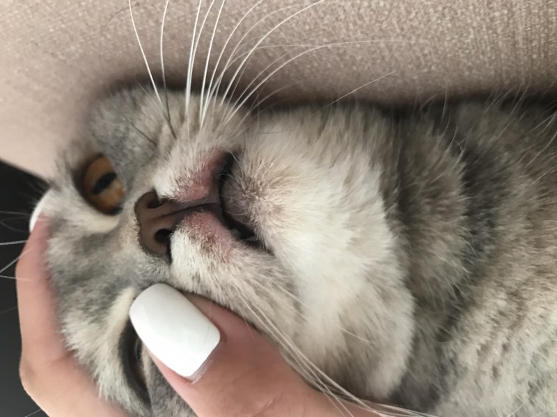 Лентиго на губе у кошки
