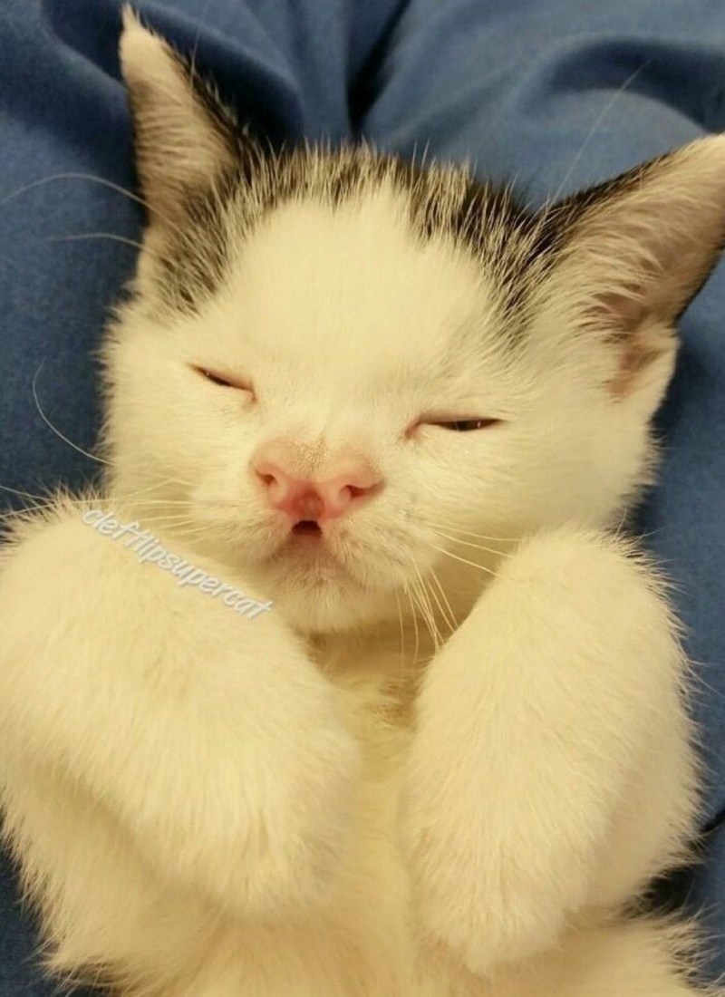 Кот которого укусила пчела