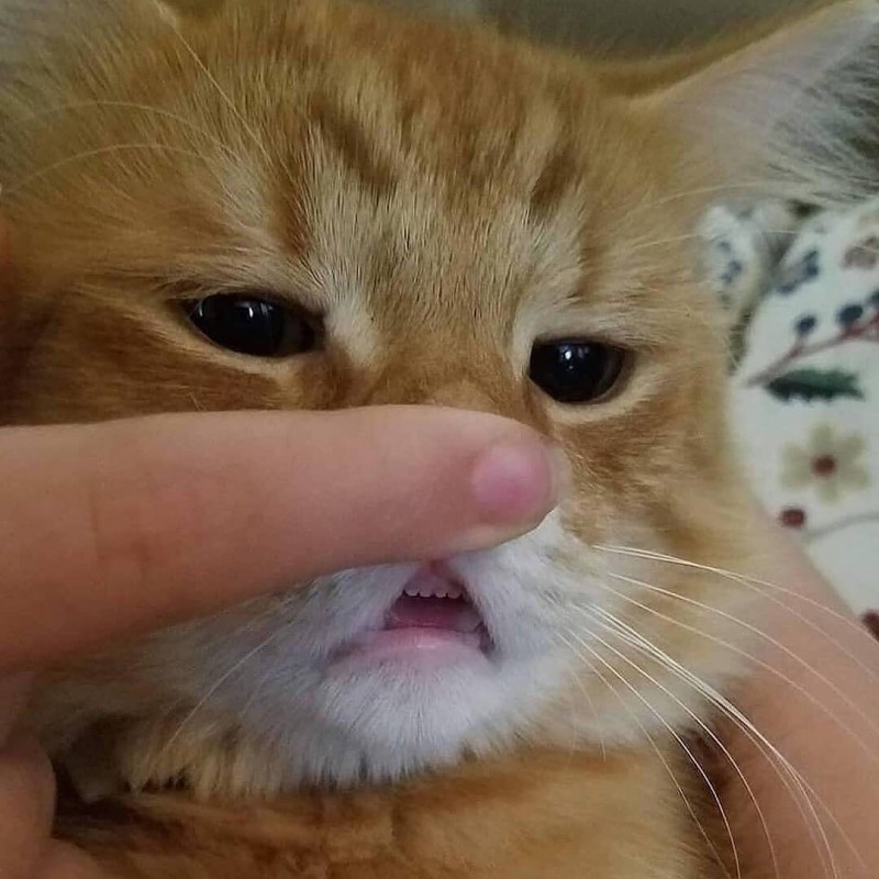 Кот с открытой пастью